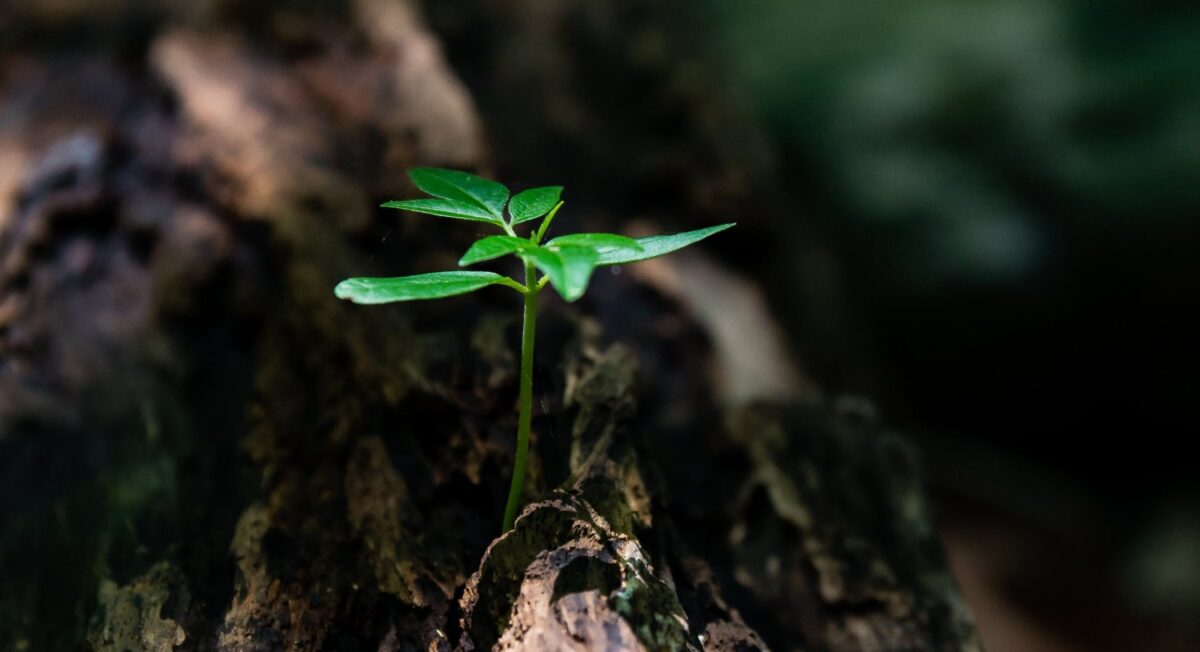 O recém-convertido no Novo Testamento