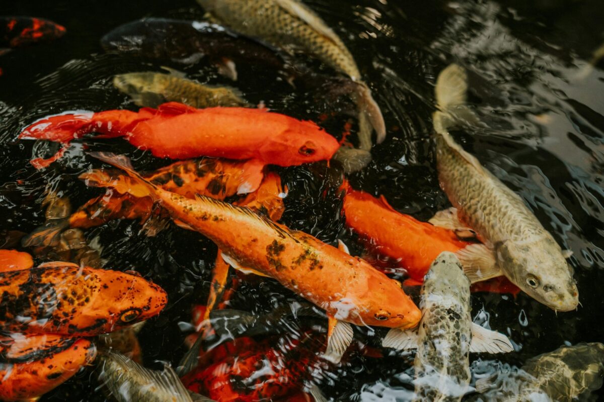 Filho de peixe … peixinho é?